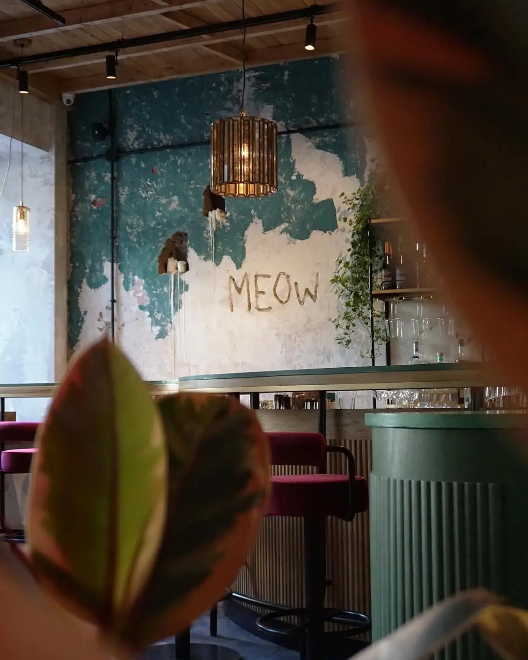 Meow Bar